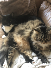 4 cats - am I doing the right thing?