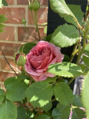 What have you done in the garden today?