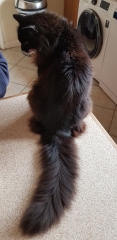 Cats used to be worshiped as Gods...