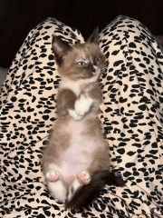 Our new kitten needs a name!
