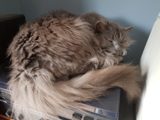A Very Great Quantity Of Excellent Cats