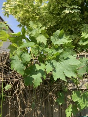 Grapes??