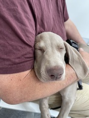 Puppy survival thread part 2