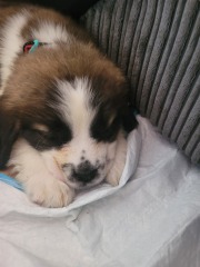 Absolutely no reason for this thread except to show off my gorgeous new pup