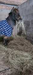 Rehome shetland two ponies