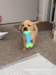 Labrador puppy coming home tomorrow, any advice?