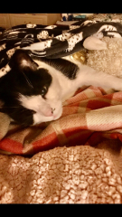 Elderly cat getting very messy
