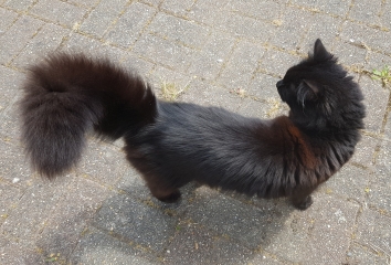 Cats used to be worshiped as Gods...