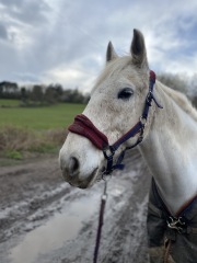I bought a horse today. 