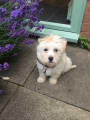 Puppy survival thread part 2