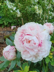 Have your peonies sprouted yet?