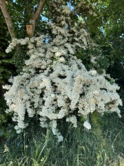 What is this plant?