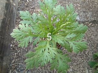 'Wildflowers' packet germinated, but what the heck are they?! Plant ID help please 