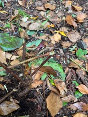 Is my hypericum done for? 
