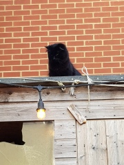 Thug cat part 5 - For he will not do destruction, if he is well-fed, neither will he spit without provocation.
