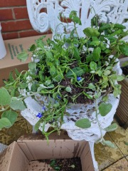 Thread 46 - GCSE Covid Cohort , Searching for Summer Solstice