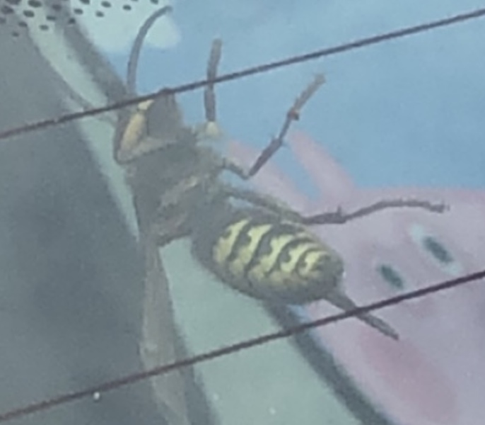 Is this a hornet in my car? 