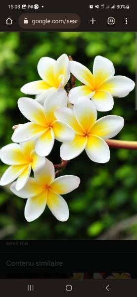 Flower names for girls 