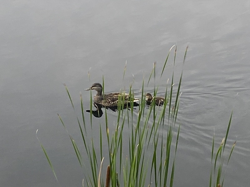 Come and tell me your dull and unexciting news 25: Calmly through the day 