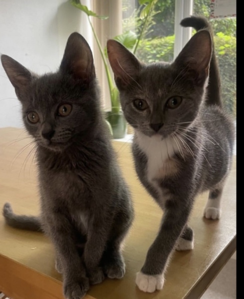 Kittens - 1 or 2?