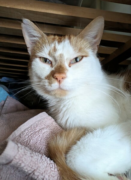 Name for little ginger boy kitten?