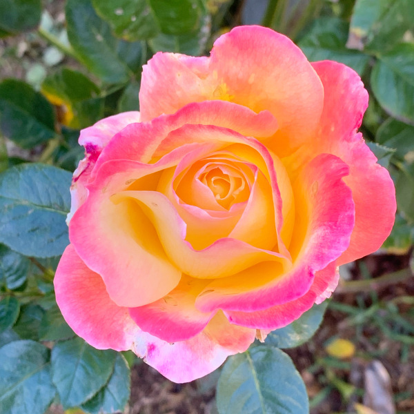 Rose Appreciation Thread