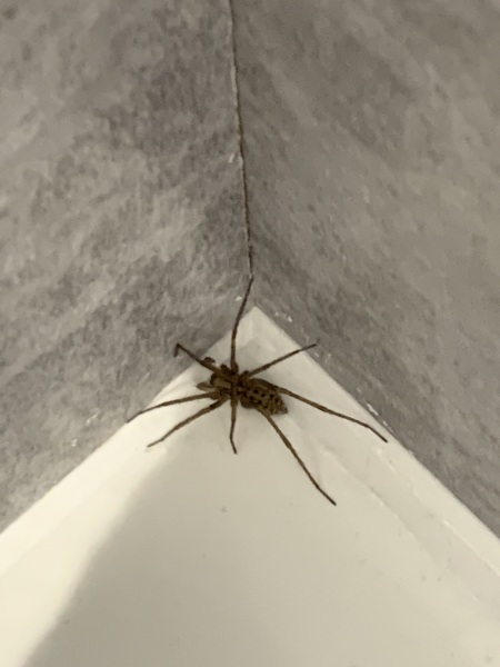 7 legged spider trapped in the loo lady…there’s one in the en-suite 🕷️ 