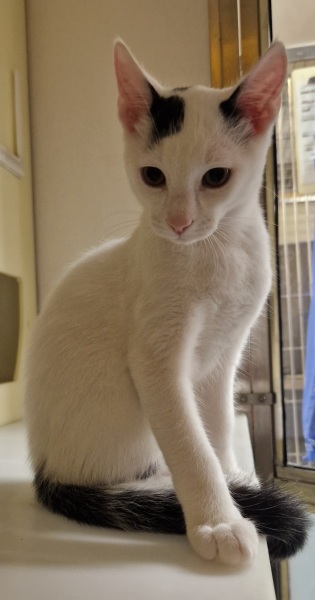 Help me find a (close) replacement kitten for DS