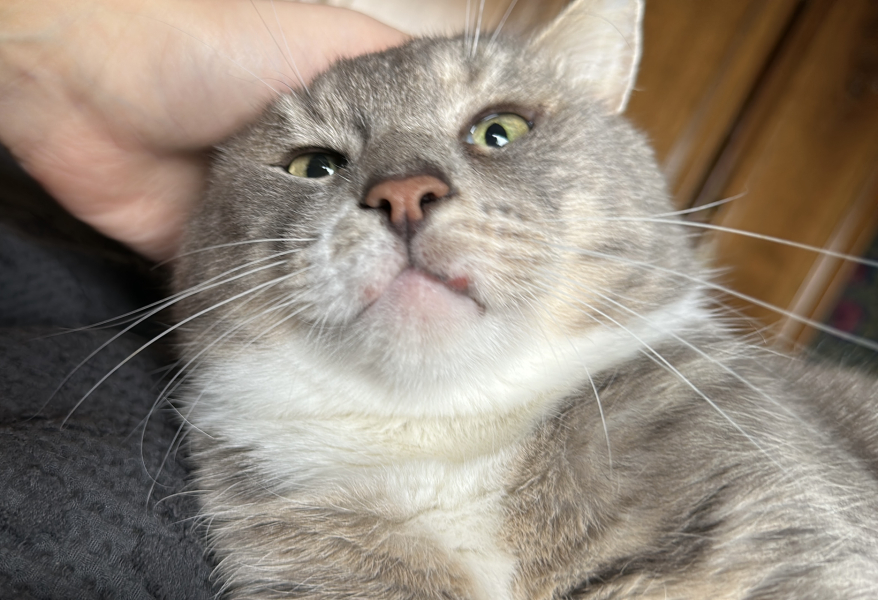 Cat has developed new bald/scabbed patch. 