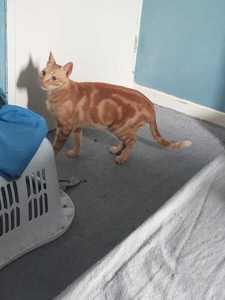 A Very Great Quantity Of Excellent Cats