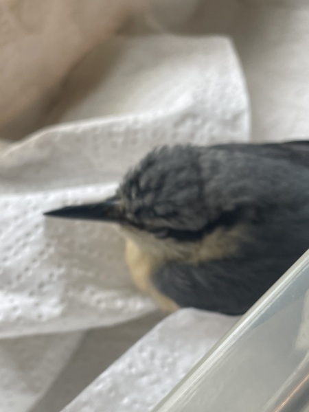 Can someone help me ID this bird?