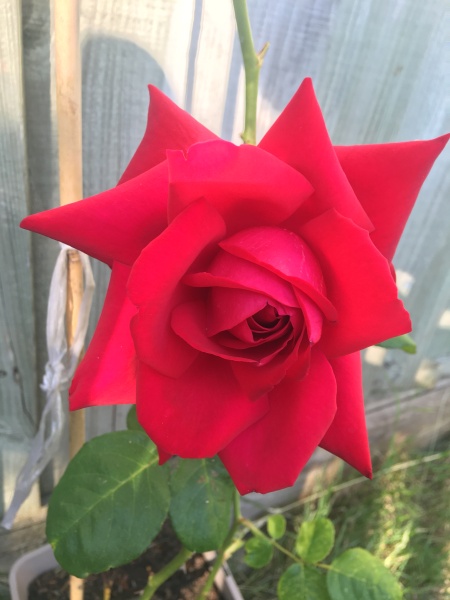 Pamela - Bile Duct Cancer (last thread pancreatic and liver)