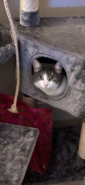 What kind of kitten might this be ?