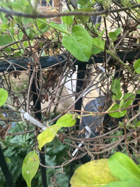 Why is my honeysuckle dying in the middle?