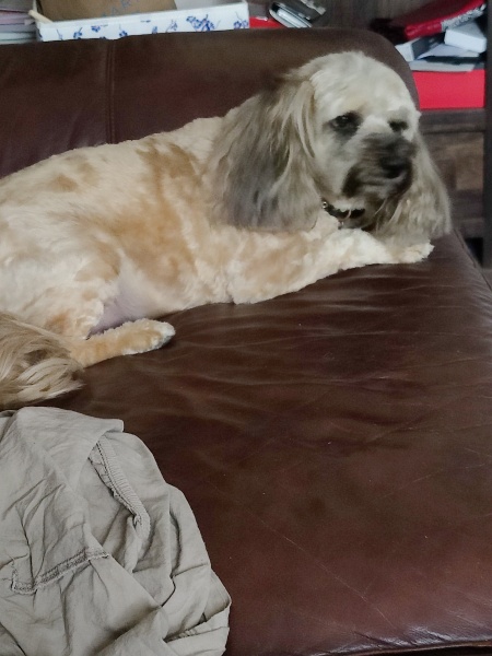 Tell me something lovely about your dog.
