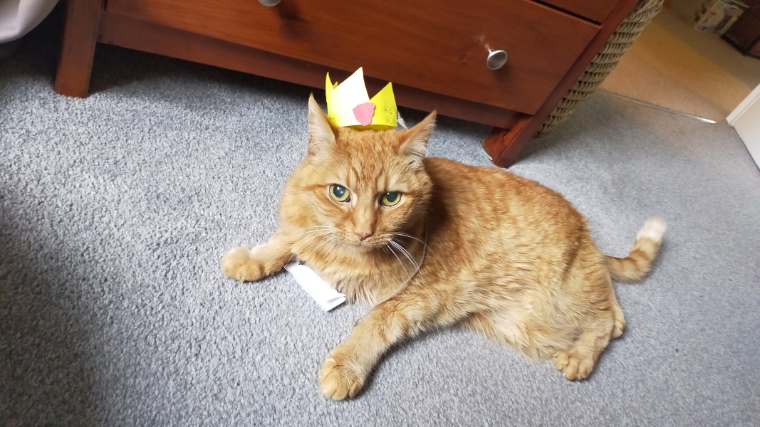 What is one thing you love about your cat?