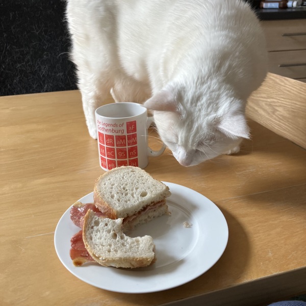 My cats are vegan!