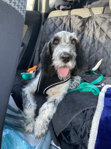 Tell me something lovely about your dog.