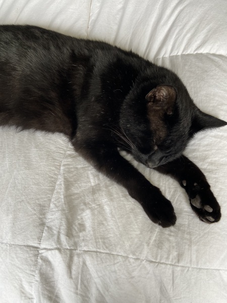 What is one thing you love about your cat?