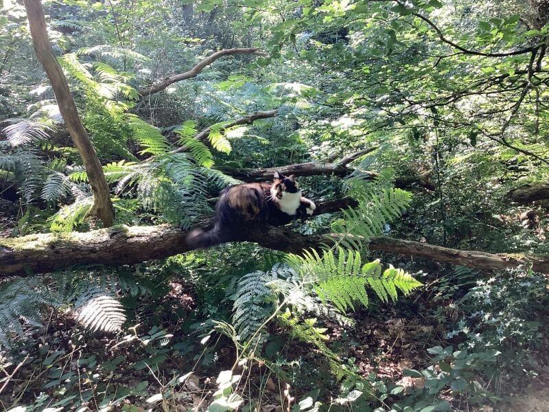 Thread 8 - TalkLair: “Brewing Russell's teapot” 