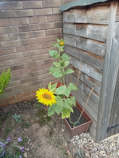 Sunflower help please