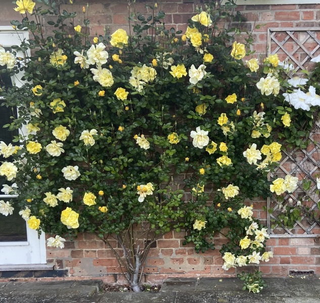 Iceberg rose