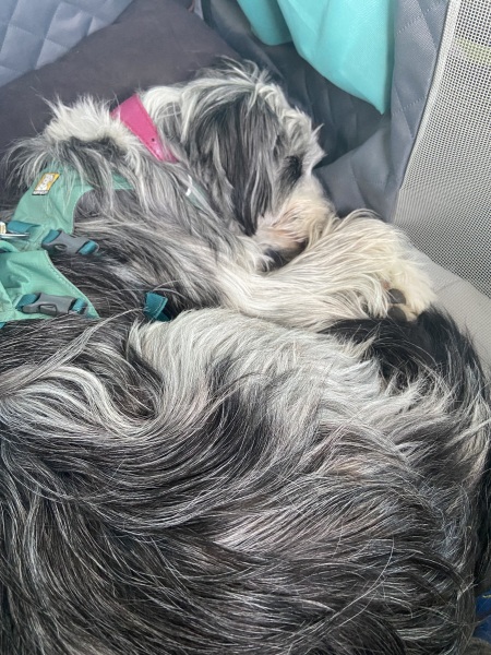 Cars and dog crates (or seat belts)