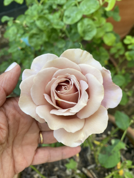 Pamela thread 5 - Bile Duct Cancer, chemo begins