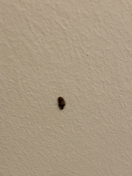 Bed Bug? (With pics)