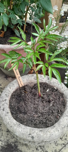 I bought 160 bare root  perennials for £40!