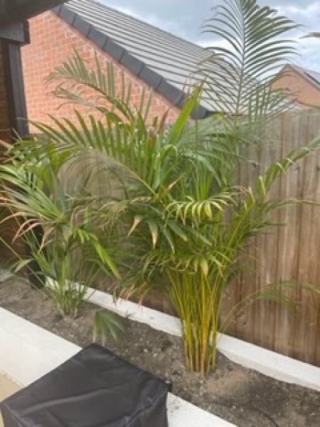 Palms turning brown 