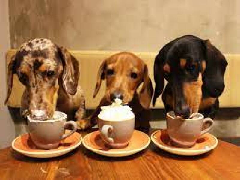 God I am bored of dogs 