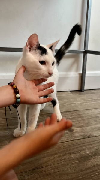 Help me find a (close) replacement kitten for DS