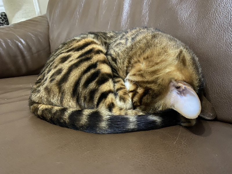 A Very Great Quantity Of Excellent Cats